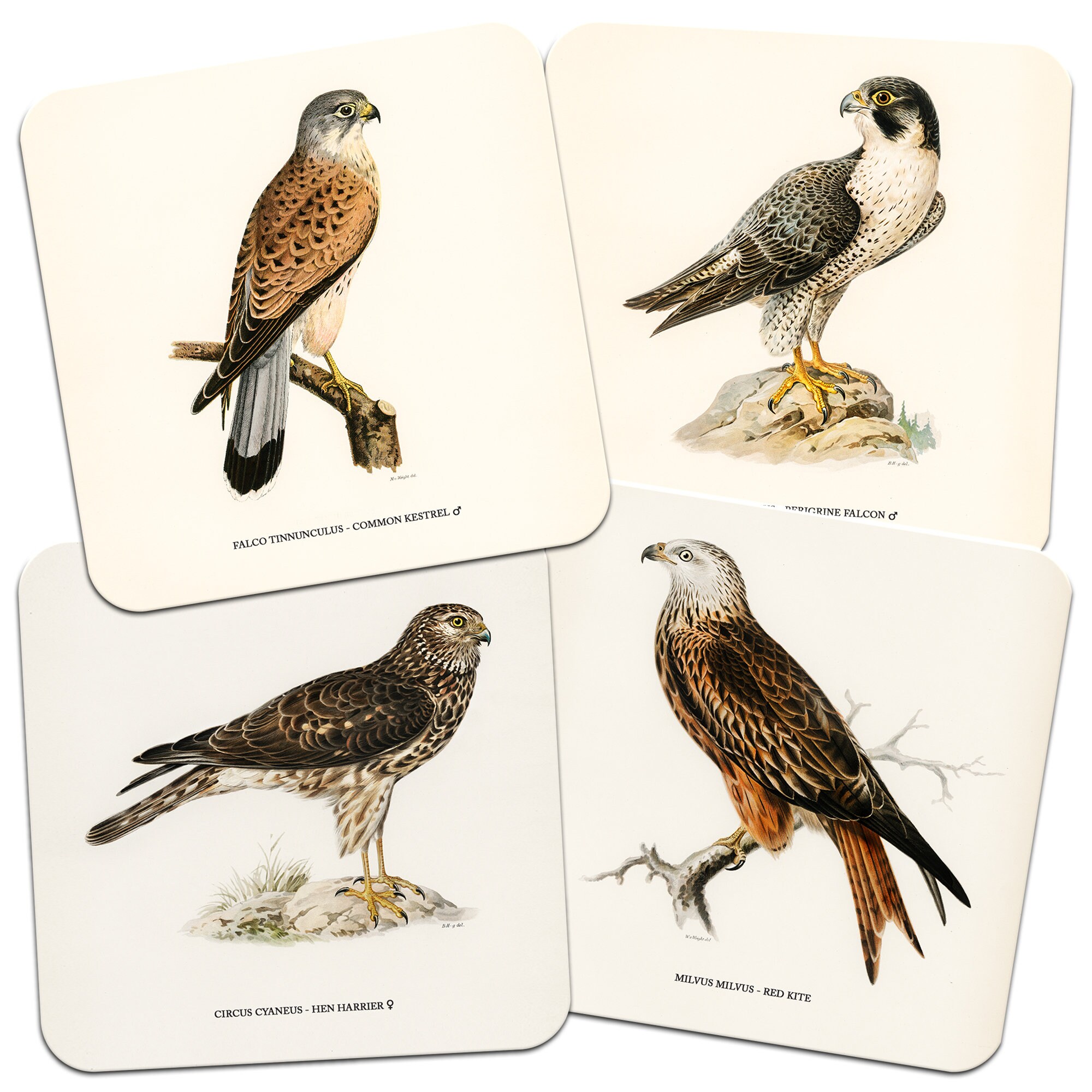 Set of 4 Birds of Prey 95mm Square Cork Backed Coasters