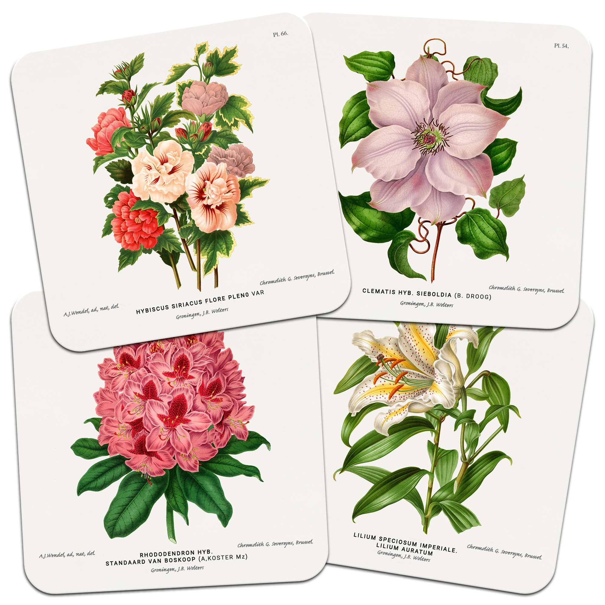 Set of Four 'Flowers' Botanical Drawings 95mm Square Cork Backed Coasters