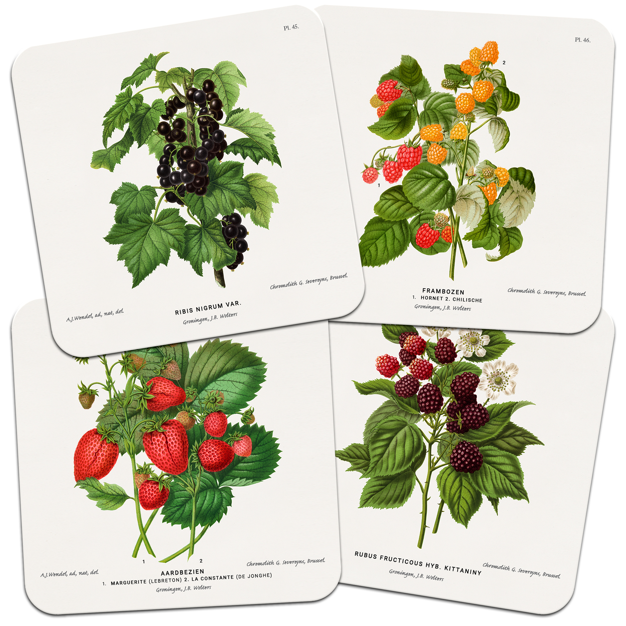 Set of Four 'Soft Fruits' Botanical Drawings 95mm Square Cork Backed Coasters