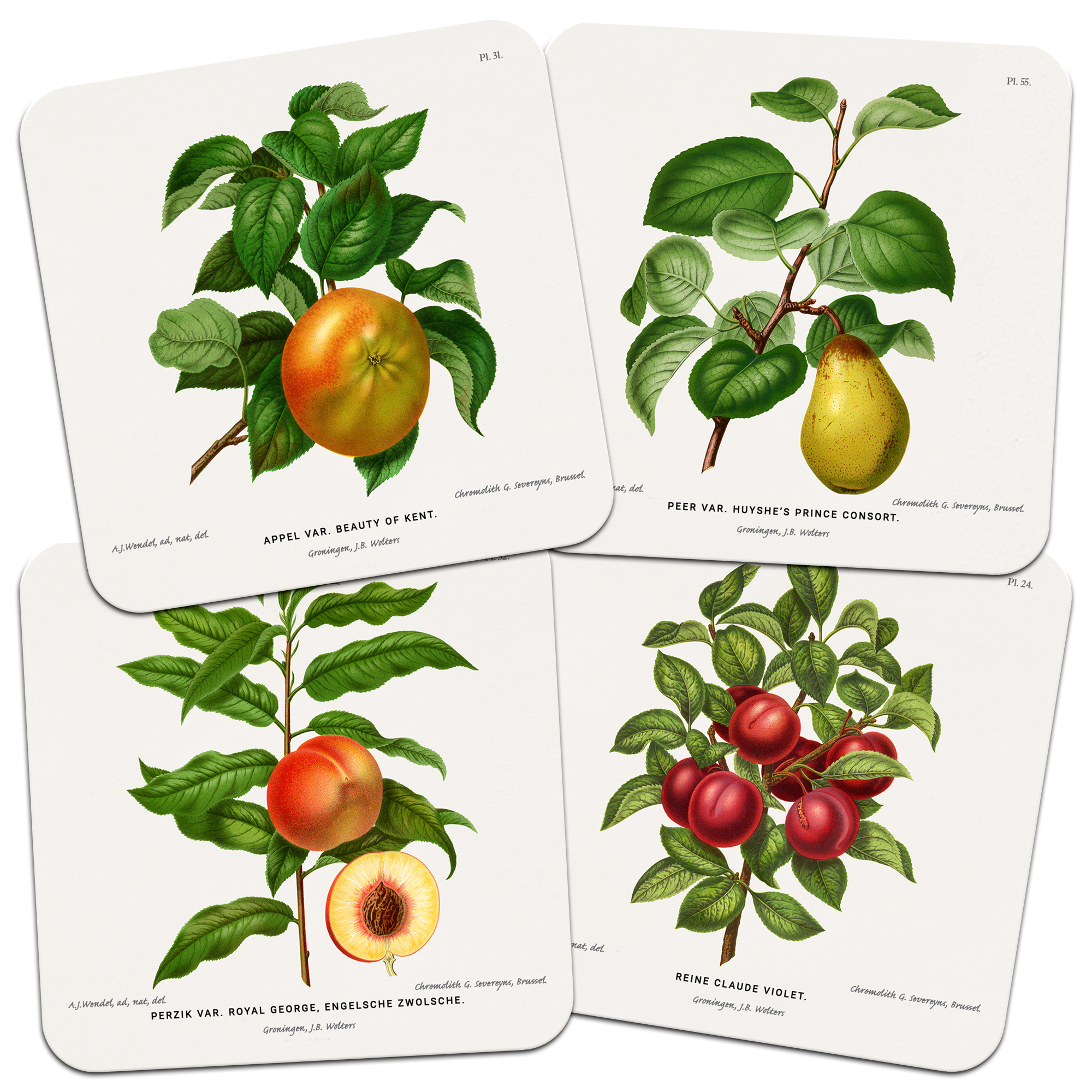 Set of Four 'Fruits' Botanical Drawings 95mm Square Cork Backed Coasters